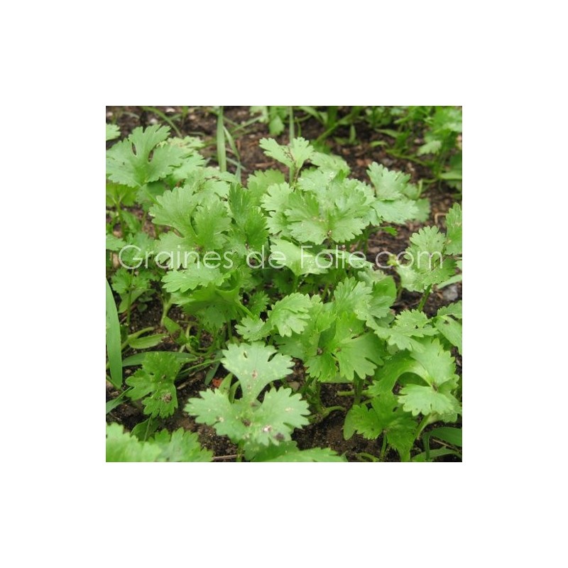 découvrez la coriandre arabe, une herbe aromatique essentielle en cuisine du moyen-orient. apprenez ses bienfaits, ses usages et comment l'intégrer dans vos recettes pour rehausser les saveurs de vos plats.