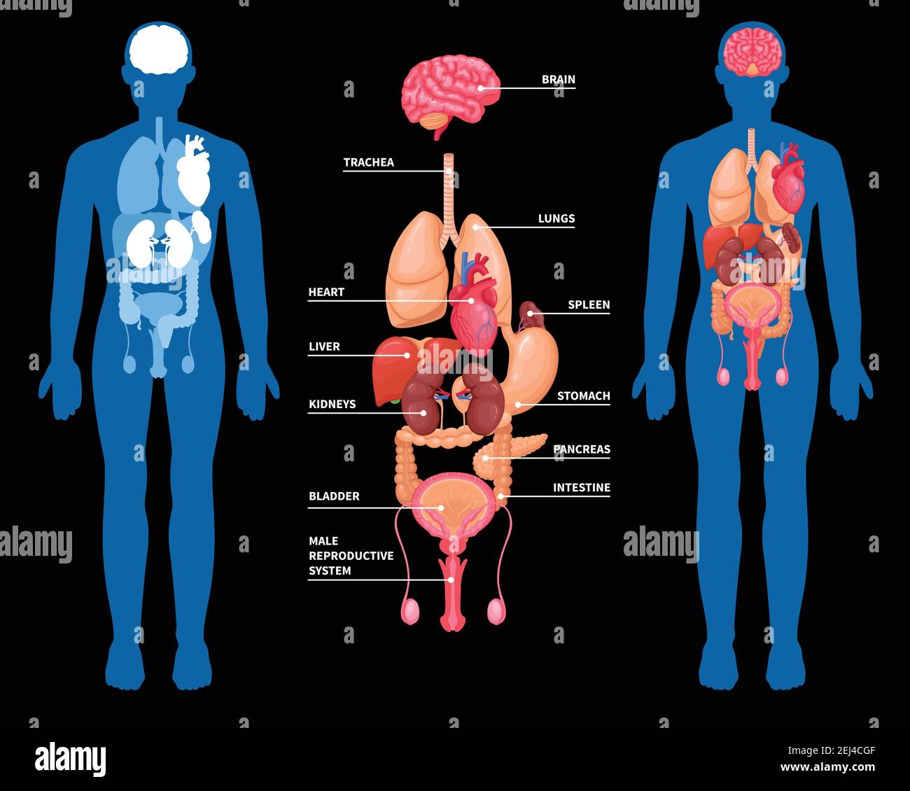 découvrez l'anatomie fascinante des doigts, explorez leur structure osseuse, musculaire et nerveuse, et comprenez leur rôle essentiel dans nos mouvements quotidiens et notre dextérité.