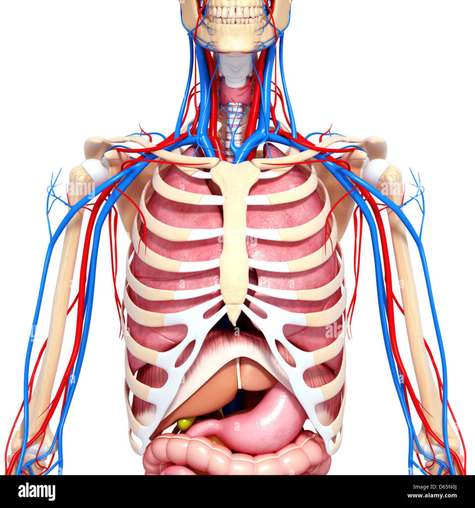 découvrez l'anatomie fascinante des doigts, de leur structure osseuse à leurs muscles et tendons. explorez comment chaque composant contribue à la fonctionnalité et à la dextérité de la main dans notre guide complet.