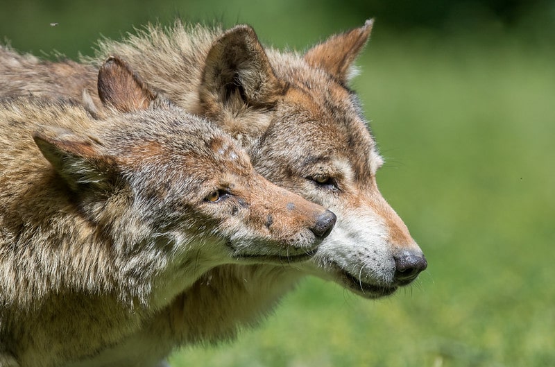 découvrez les animaux mentionnés dans le coran, leur signification spirituelle et leur importance dans la culture islamique. explorez les récits fascinants qui mettent en lumière le lien entre la nature et la foi.