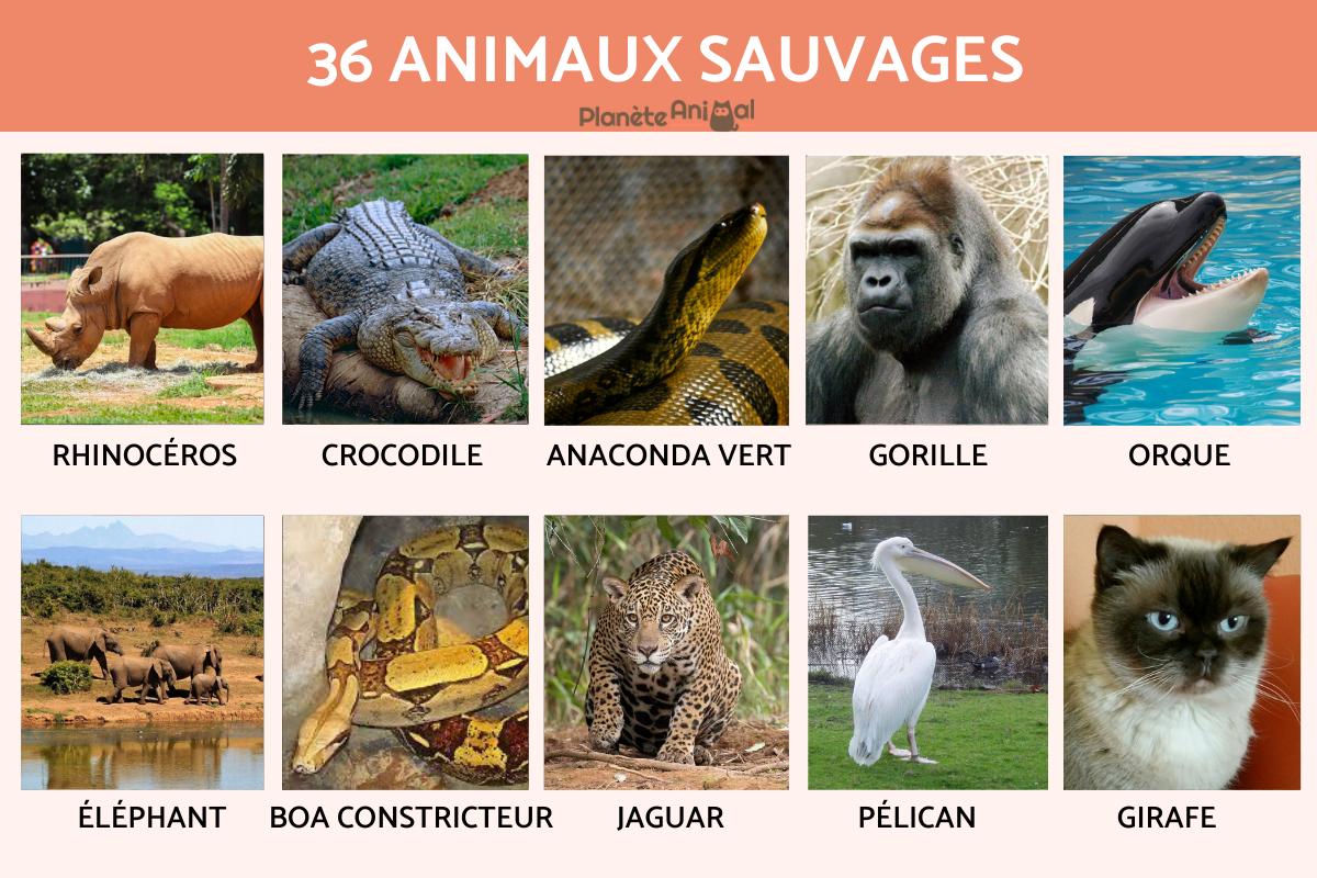 découvrez la place des animaux dans le coran, leur symbolisme et les leçons qu'ils nous enseignent sur la coexistence et le respect de la nature. un voyage spirituel et éducatif à travers les textes sacrés.