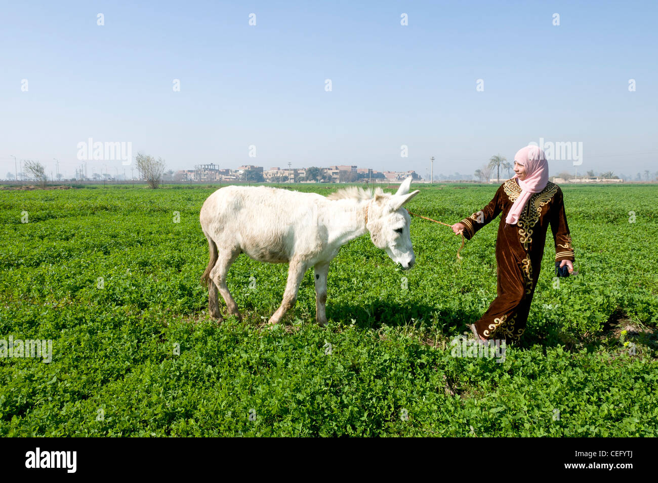 découvrez l'âne arabe, un atout précieux pour l'agriculture. apprenez comment cet animal résilient et intelligent contribue à l'agriculture durable, à la traction des cultures et au transport dans les régions rurales.