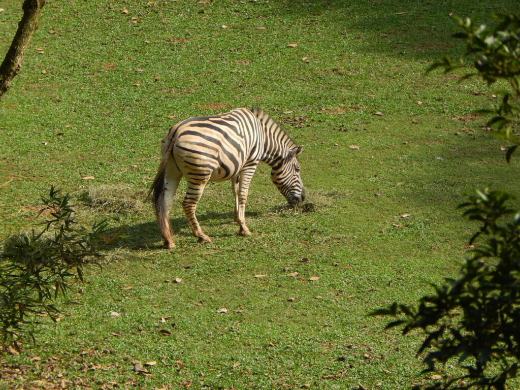 découvrez le vocabulaire des animaux en arabe, une ressource essentielle pour apprendre et enrichir vos connaissances linguistiques. que vous soyez amateur de langue ou passionné de faune, explorez les noms d'animaux et leur prononciation en arabe.