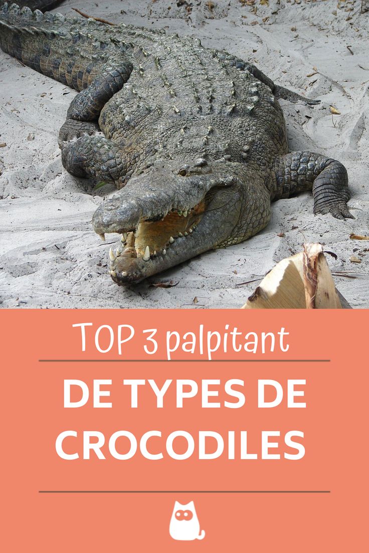 découvrez les principales caractéristiques des crocodiles : habitat, alimentation, anatomie, comportement et particularités de ces impressionnants reptiles présents dans le monde entier.