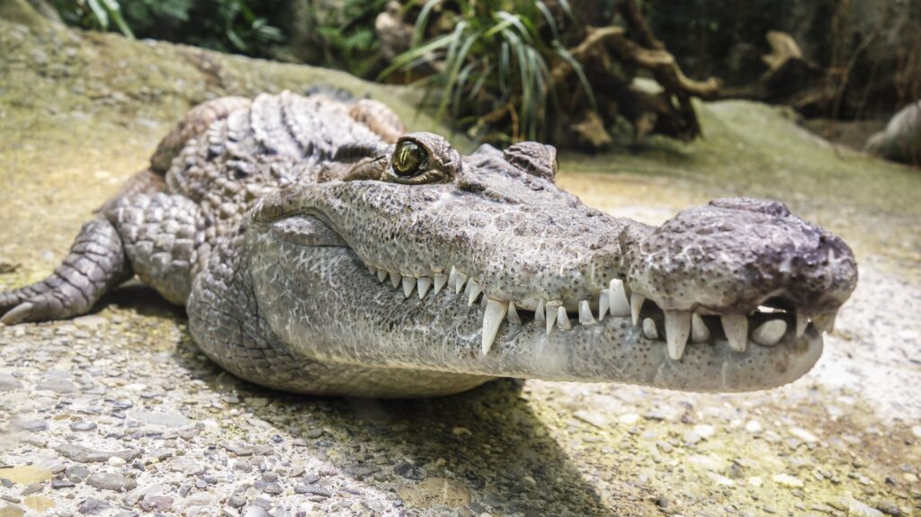 découvrez les principales caractéristiques des crocodiles : leur apparence, leur habitat, leur alimentation et leurs comportements uniques dans le règne animal.