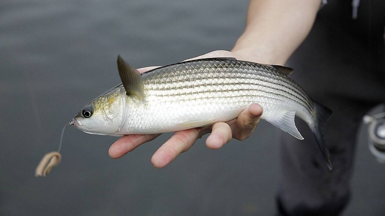 découvrez les caractéristiques et habitudes du mulet, un poisson apprécié pour sa polyvalence et son rôle important dans les écosystèmes marins.