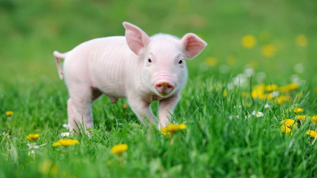 découvrez tout sur le cochon arabe en 2025 : caractéristiques, élevage, et tendances actuelles pour cette race unique.