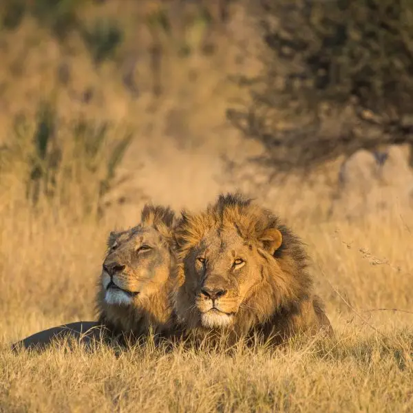 découvrez les habitudes fascinantes du lion, roi de la savane, et explorez son comportement, son alimentation et sa vie sociale.